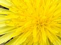 2015-0504-1530_Dandelion_16.1C